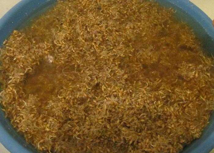 Рецепты и особенности изготовления самогона из пшеницы на дрожжах