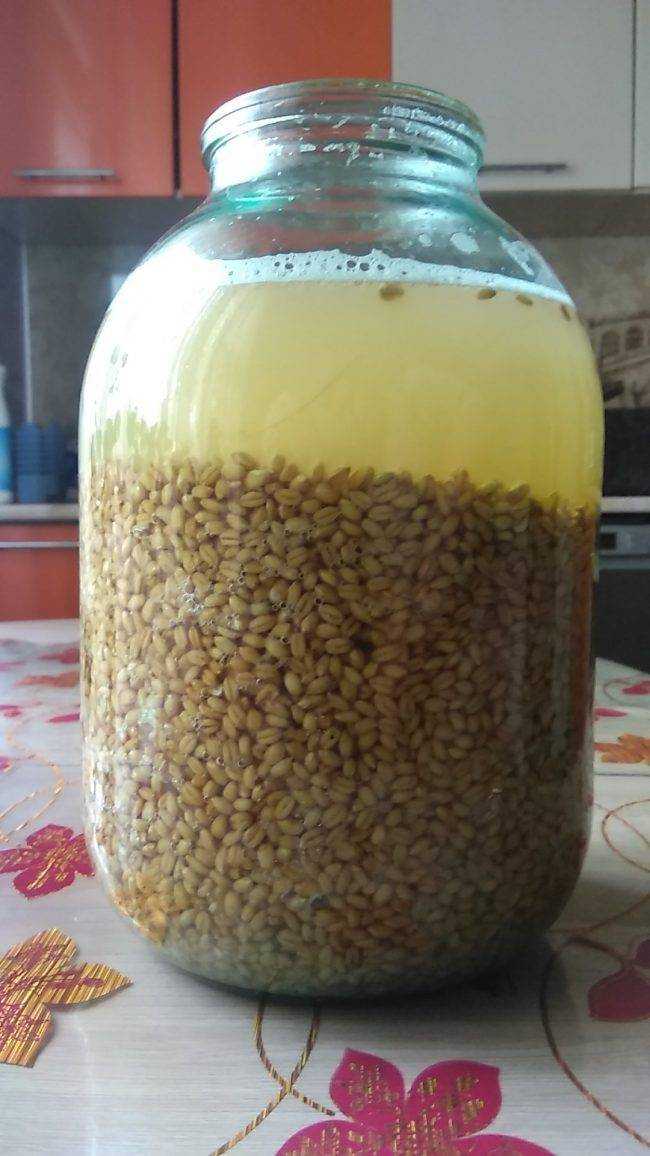 Зерновая брага для самогона из пшеницы ячменя или ржи без дрожжей - правильный рецепт браги.