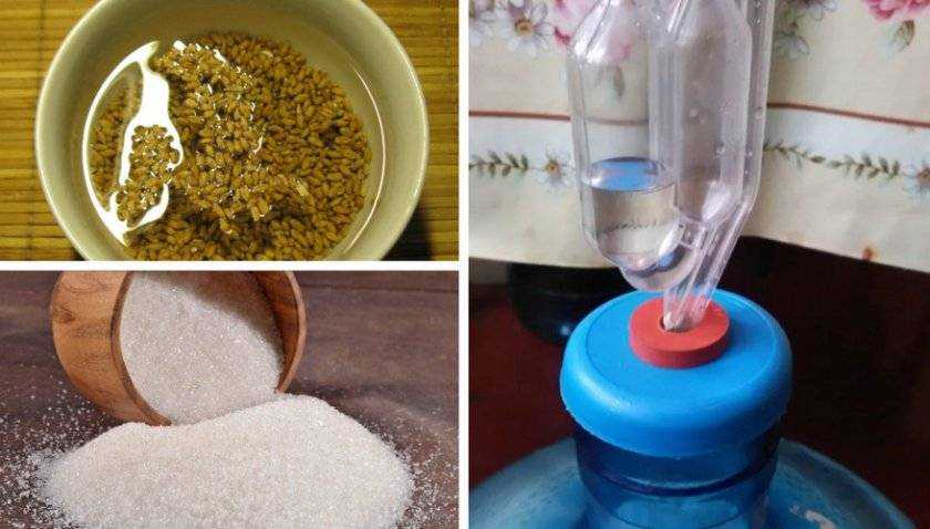 Как приготовить брагу из пшеницы для самогона: зерновой рецепт