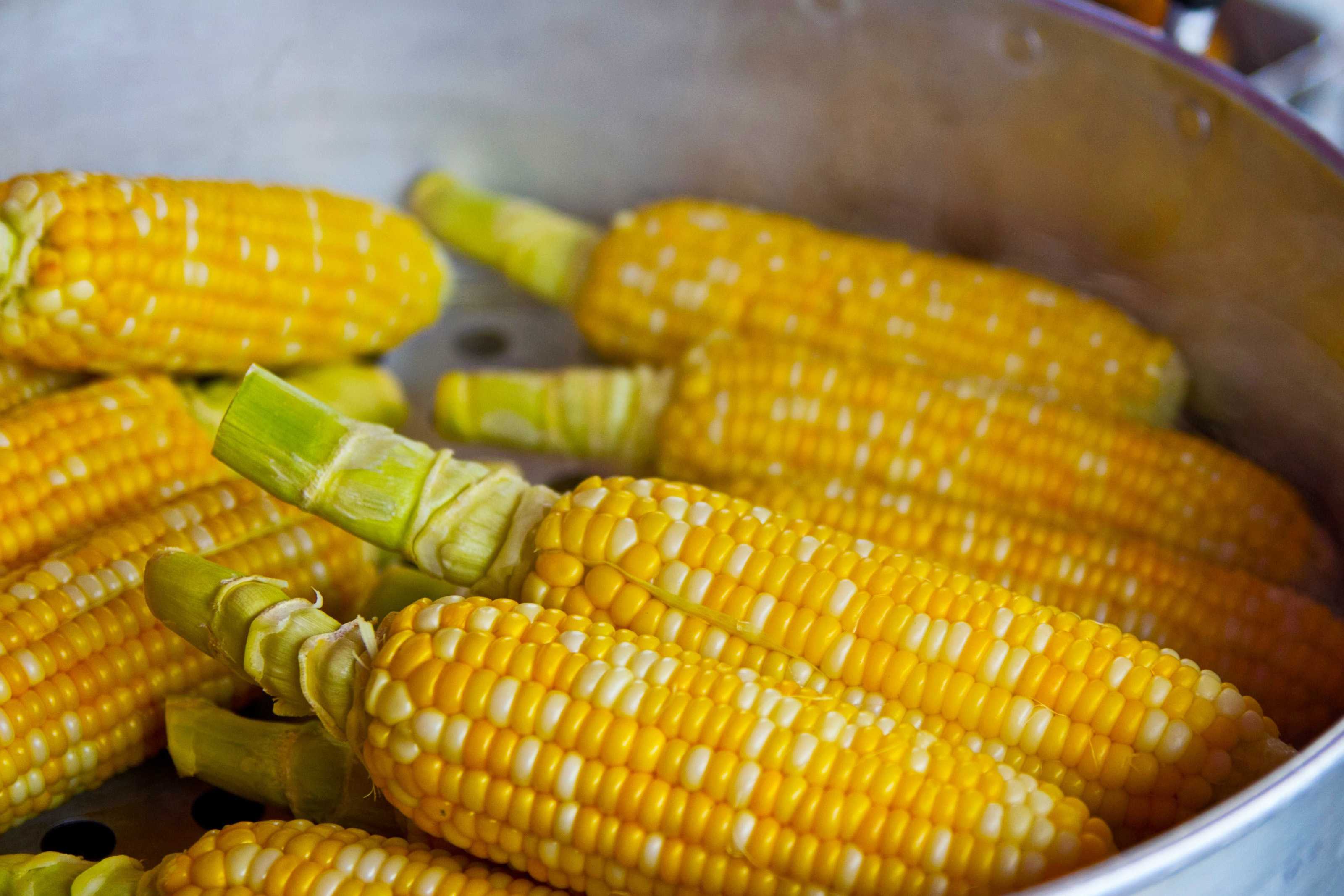 Как варить кукурузу в початках в кастрюле? рецепты мягкой и сочной кукурузы