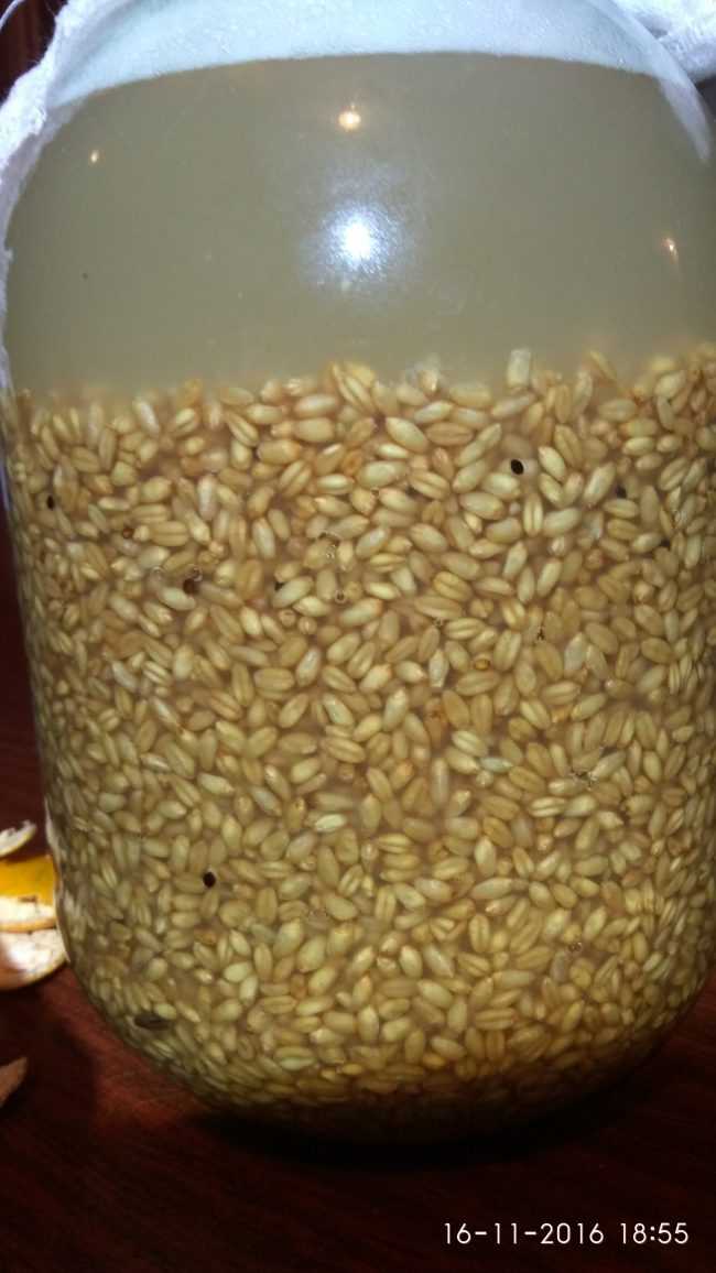 Как из пророщенной пшеницы сделать 86-градусный самогон: делюсь своим рецептом и процессом