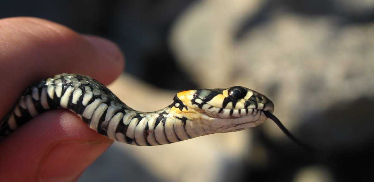 Почему змеи боятся