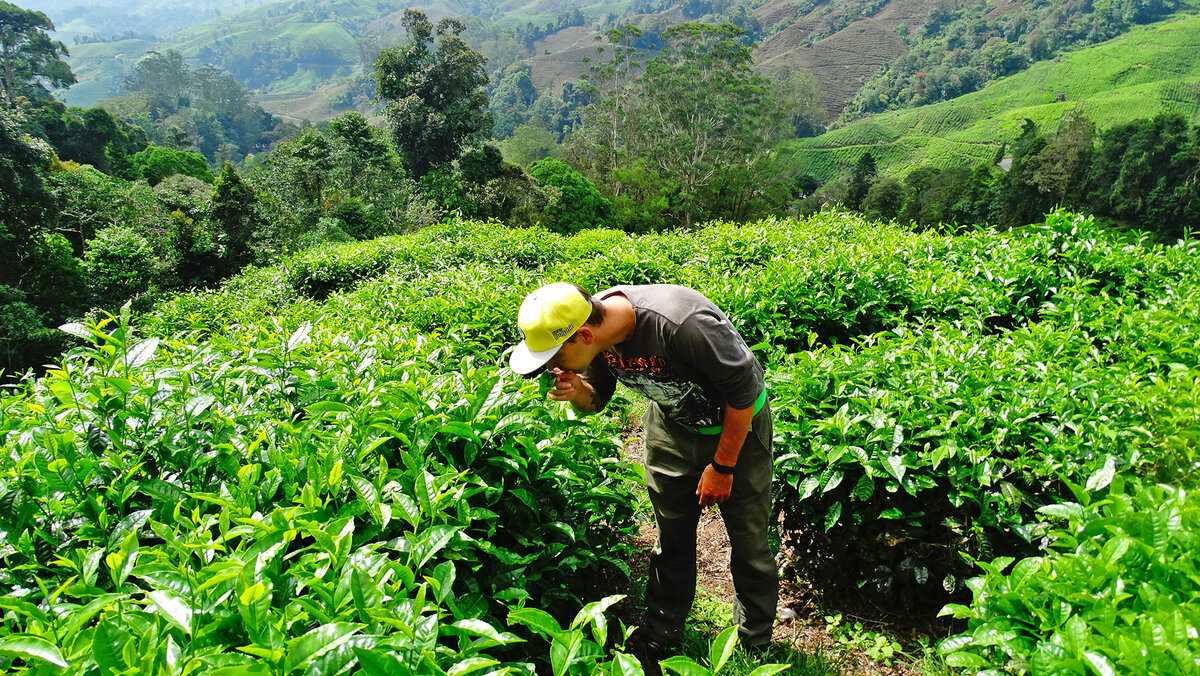 Хозяйство малайзии. Чайные плантации Малайзия. Чайная плантация горы Грузия. Грузия чайные плантации Гурия. Чайная плантация Абхазия.
