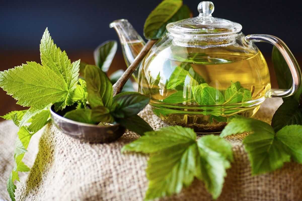 Чай из листьев малины🍓 польза и вред, 17 свойств для здоровья, исследования