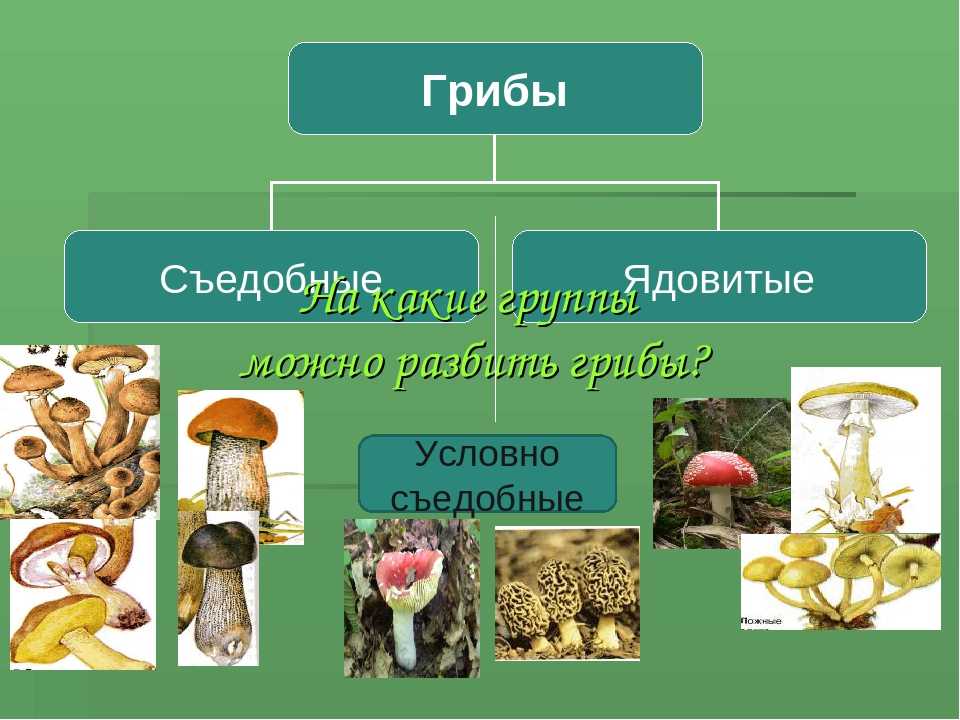 Таблица грибов. Классификация грибов по съедобности. Классификация грибов съедобные и несъедобные. Условно съедобные грибы. Ядовитые и условно съедобные грибы.