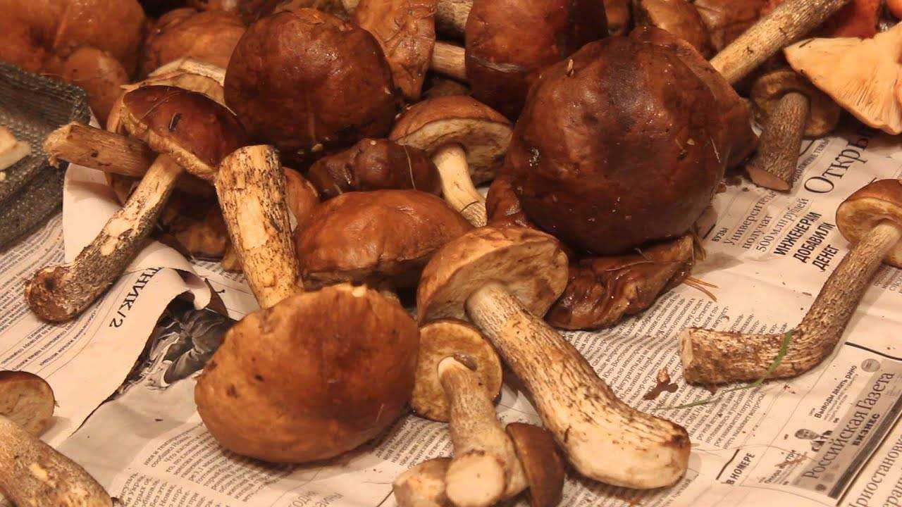 Трюфели: эксклюзивные грибы или «белый алмаз» кулинарии