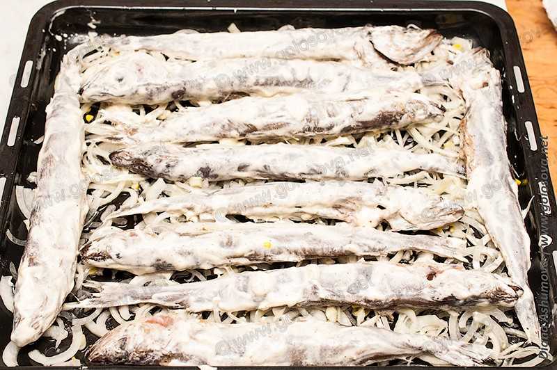 Рыба путассу - польза, вред и рецепты приготовления