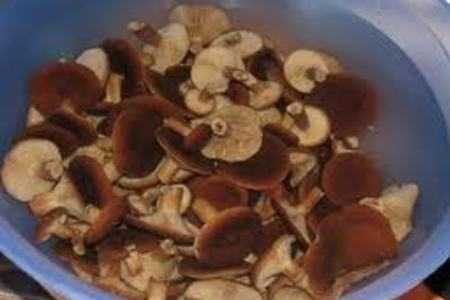 Как посолить грибы волнушки отварные. как солить волнушки на зиму в банках