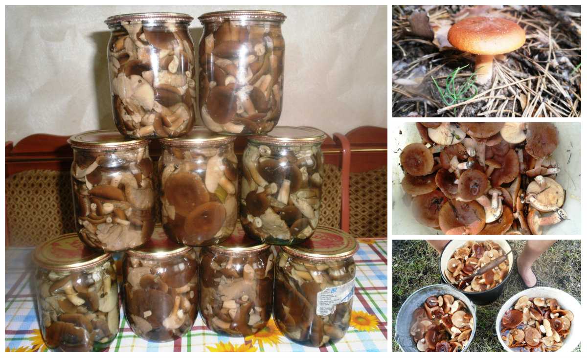 Гриб горькушка: описание, фото, где растет, съедобен или нет, похожие грибы, применение и выращивание