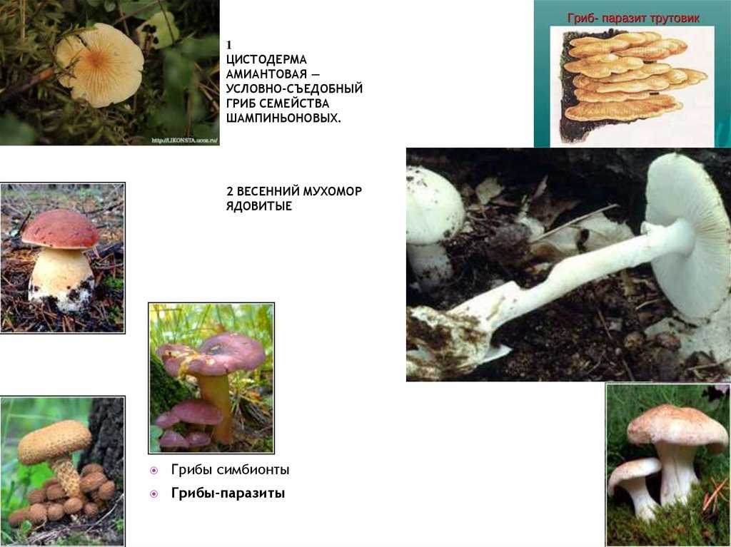Активный образ жизни относится к грибам. Грибы ядовитые несъедобные условно съедобные. Грибы . Съедобные грибы, условно съедобные ,ядовитые. Условно съедобные грибы несъедобные грибы. Условно съедобные грибыэт.