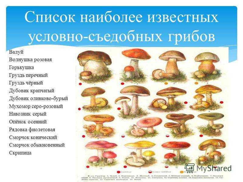 Какое название позволило разделить грибы. Таблица съедобных и несъедобных грибов. Съедобные и несъедобные грибы список. Съедобные и несъедобные грибы таблица. Съедобные грибы и несъедобные грибы названия таблица.