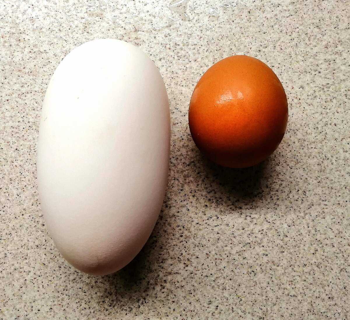 Гусиные яйца едят. Гусыня и гусиное яйцо. Гусиные яйца. Гусиное и куриное яйцо. Яйцо куриное.
