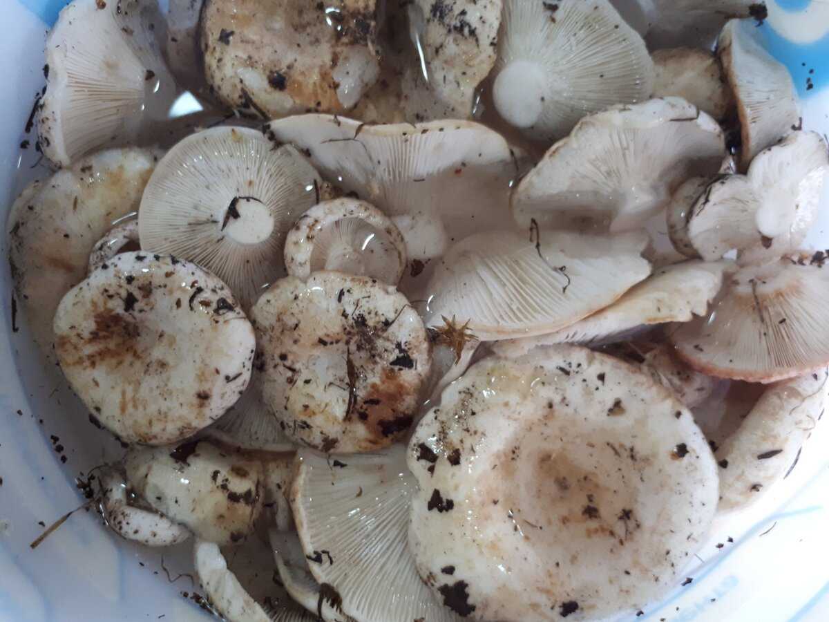 Как правильно и вкусно приготовить грибы грузди + видео