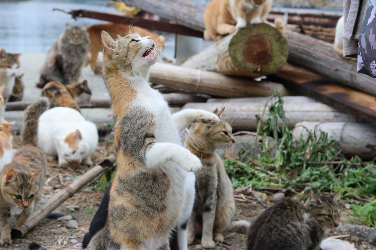Кошачий остров в японии. место, где кошек больше, чем людей.
