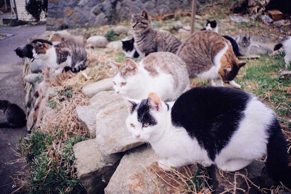 Таинственные острова, где живут только кошки