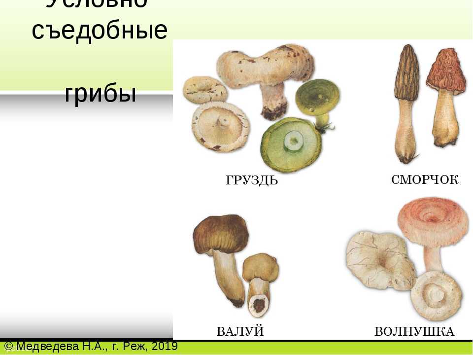 Условно съедобные грибы список названий и фото