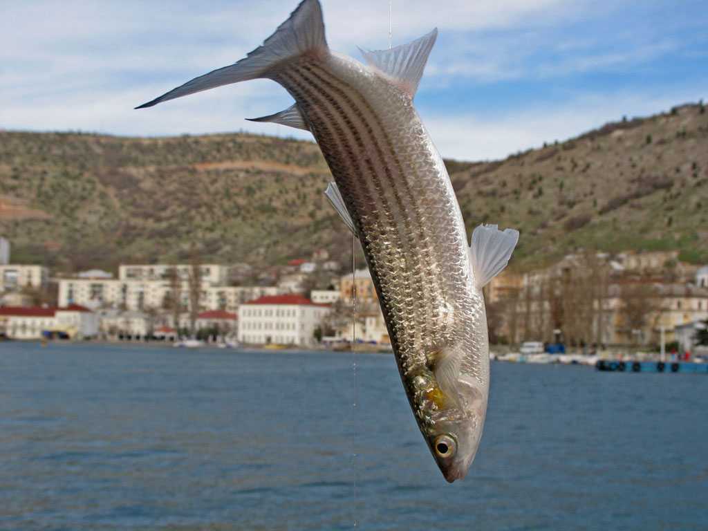 Крупная рыба черное море