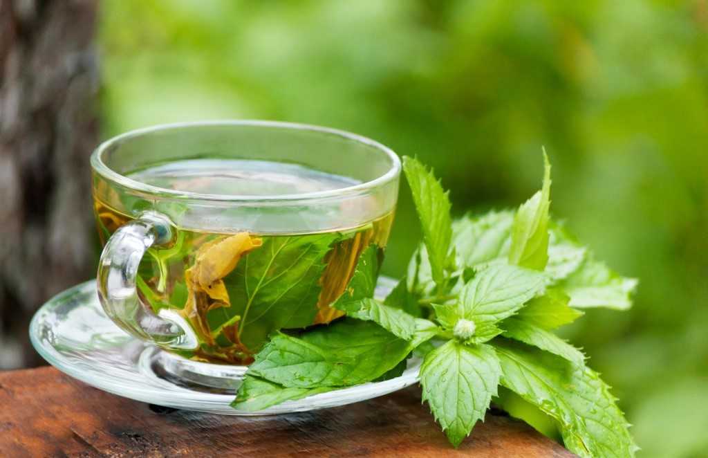 Как заварить чай из свежих листьев малины — советы