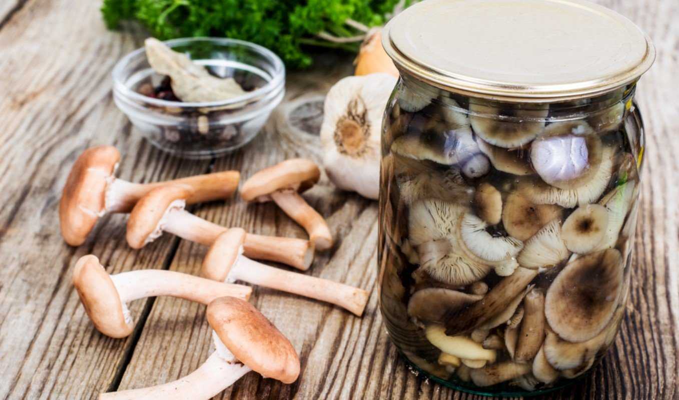 Способы соления грибов на зиму в домашних условиях: фото, простые рецепты, как правильно солить грибы