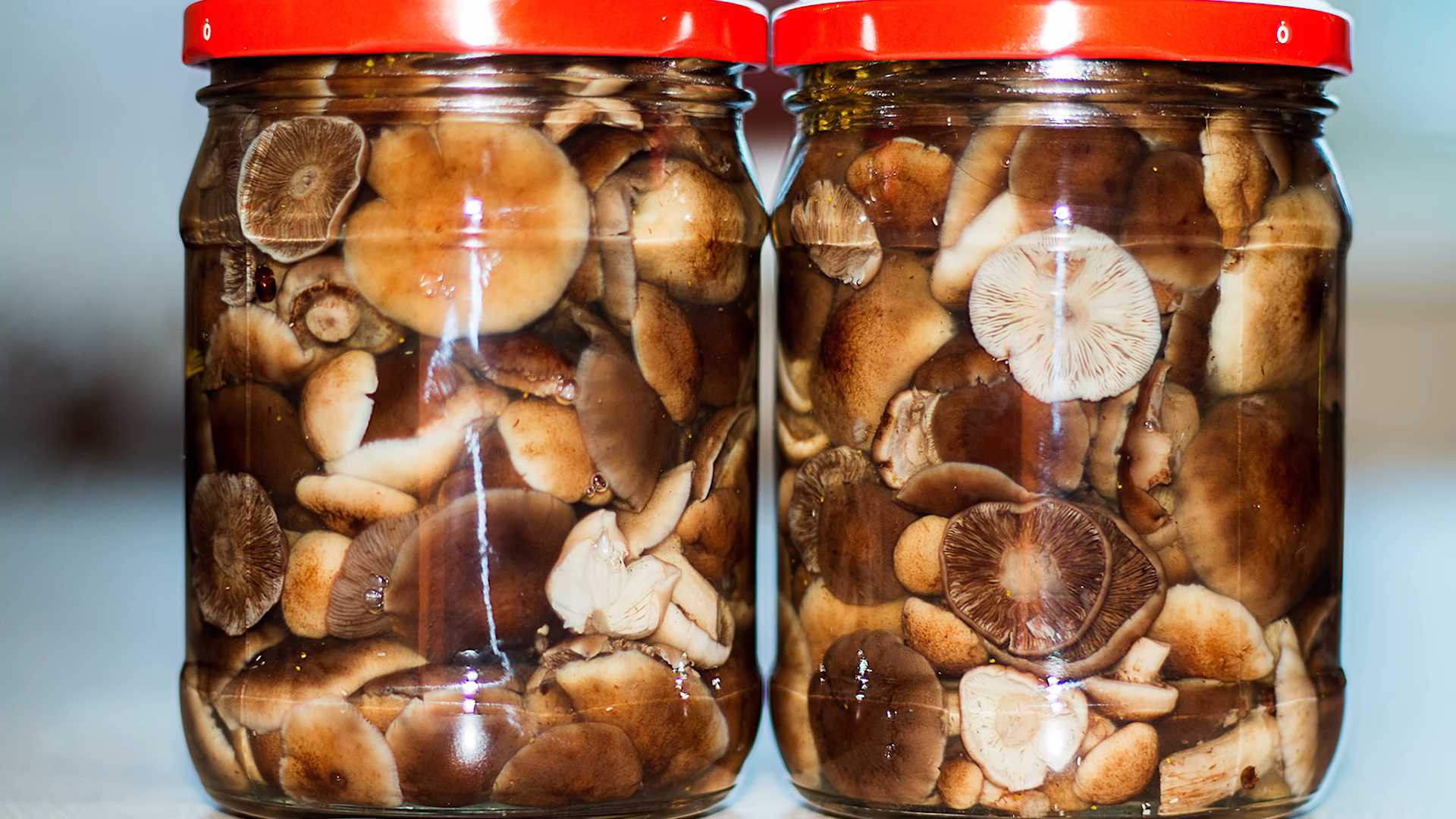 Где и как правильно собирать грибы? сбор грибов в лесу по всем правилам :: syl.ru