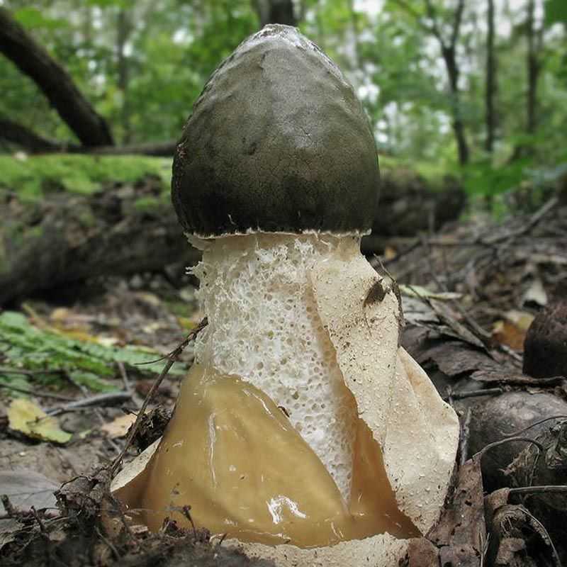 Целебный гриб веселка: лечебные свойства, инструкция по применению. настойка гриба веселка при онкологии и как ее приготовить
