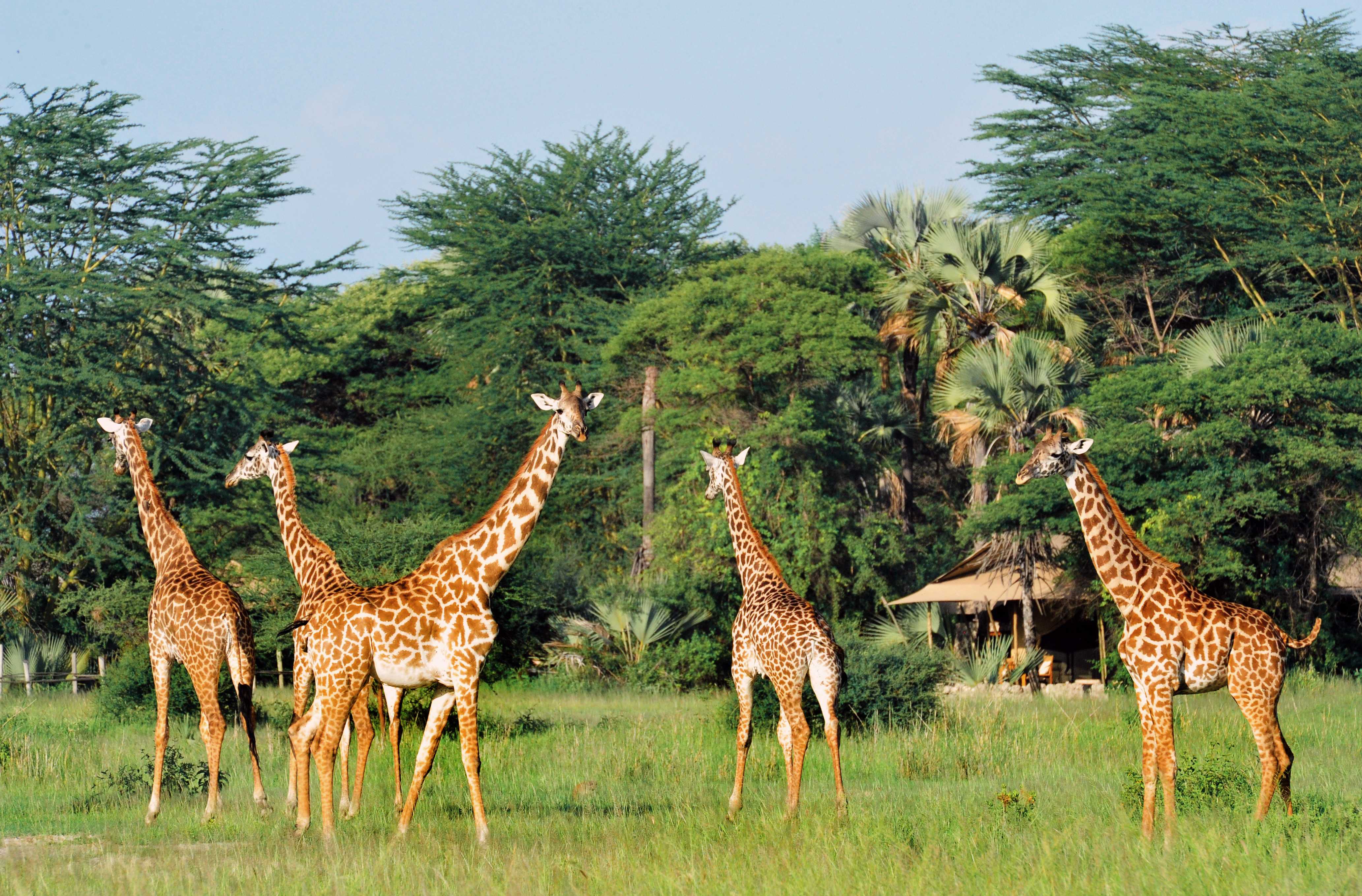 Оазис животные. Национальный парк Тарангире в Танзании. Национальный парк Тарангире животные. Обитатели национального парка Тарангире Танзания. Сафари парк Танзания.