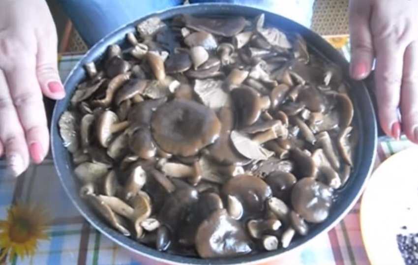 Как солить грибы в домашних условиях — пошаговый простой и быстрый рецепт в банках горячим и холодным способом