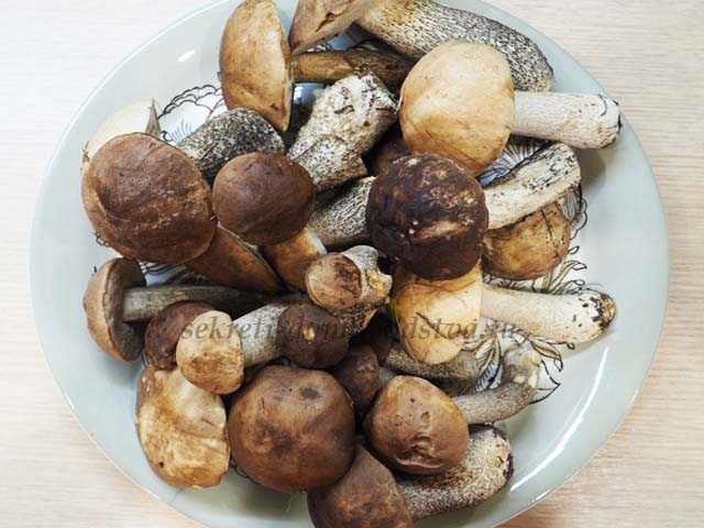 Как приготовить грибы вкусно и быстро - 16 простых рецептов