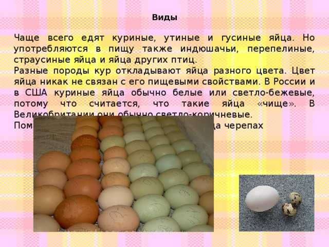 Гусиные яйца едят. Утиные яйца съедобные. Польза яиц. Гусиные яйца. Размер куриного и гусиного яйца.