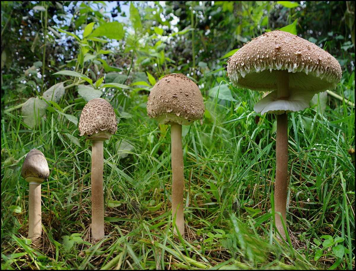Съедобный гриб зонтик фото съедобный