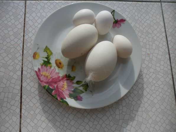 Гусиные яйца едят. Гусиные яйца яичница. Гусиное яйцо вареное. Яичница из гусиных яиц. Яйца гуся вареные.
